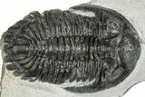 Bargain, Hollardops Trilobite Fossil - Ofaten, Morocco #287353-2